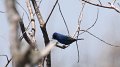 Indigo Bunting High Island_2010_04_24_3886